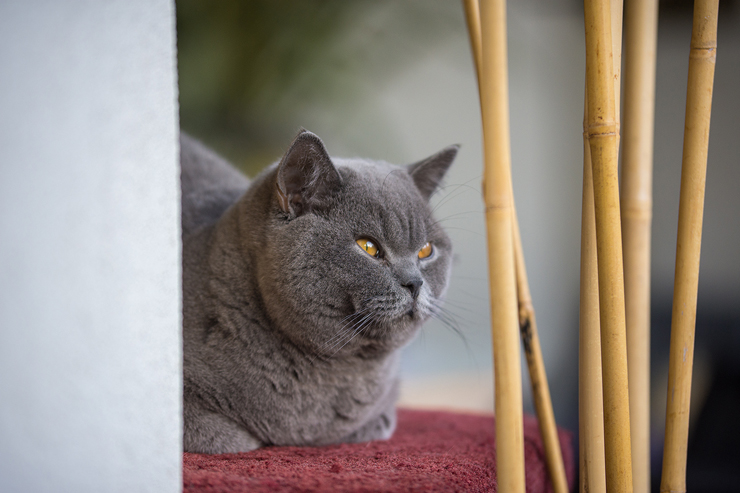 Flow : Cats in Colour blue