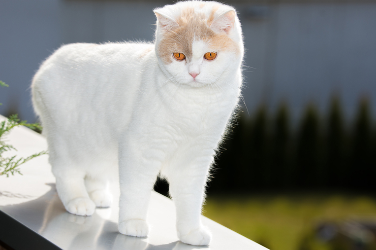 Flow : British Shorthair Cats