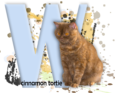 Britisch Kurzhaar Katze cinnamon rot
