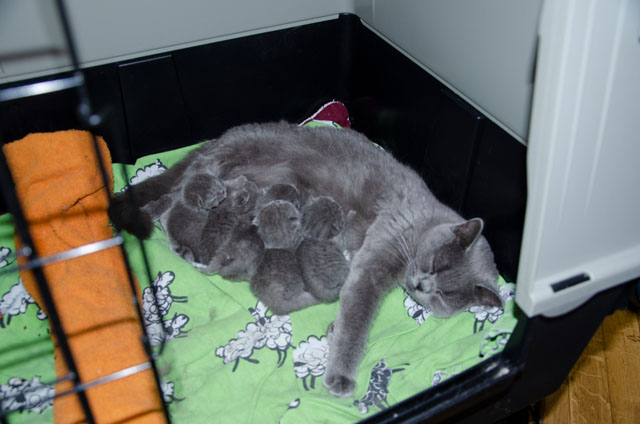 kiiten blau katze blau / grau